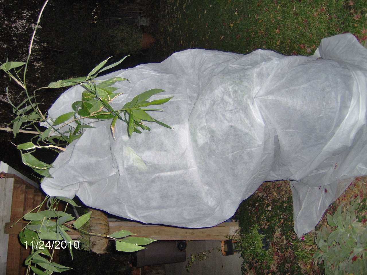 Bamboo Geek Bamboo, cold temperatures and frost