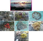 tanaman hias laut dan coral