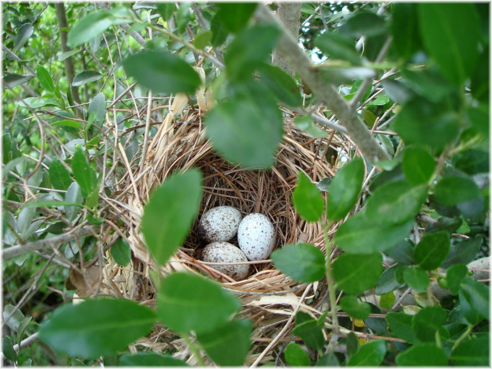 [cardinal+nest+002.jpg]