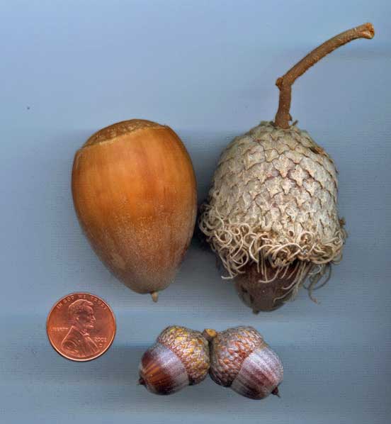 [Bur-Oak-Acorn.jpg]