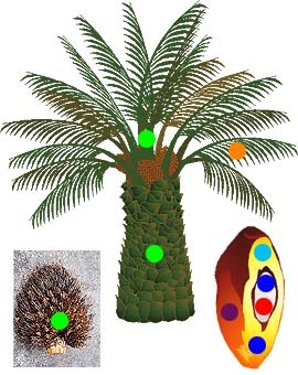  Kegunaan Pokok kelapa  Sawit Cikgu BM