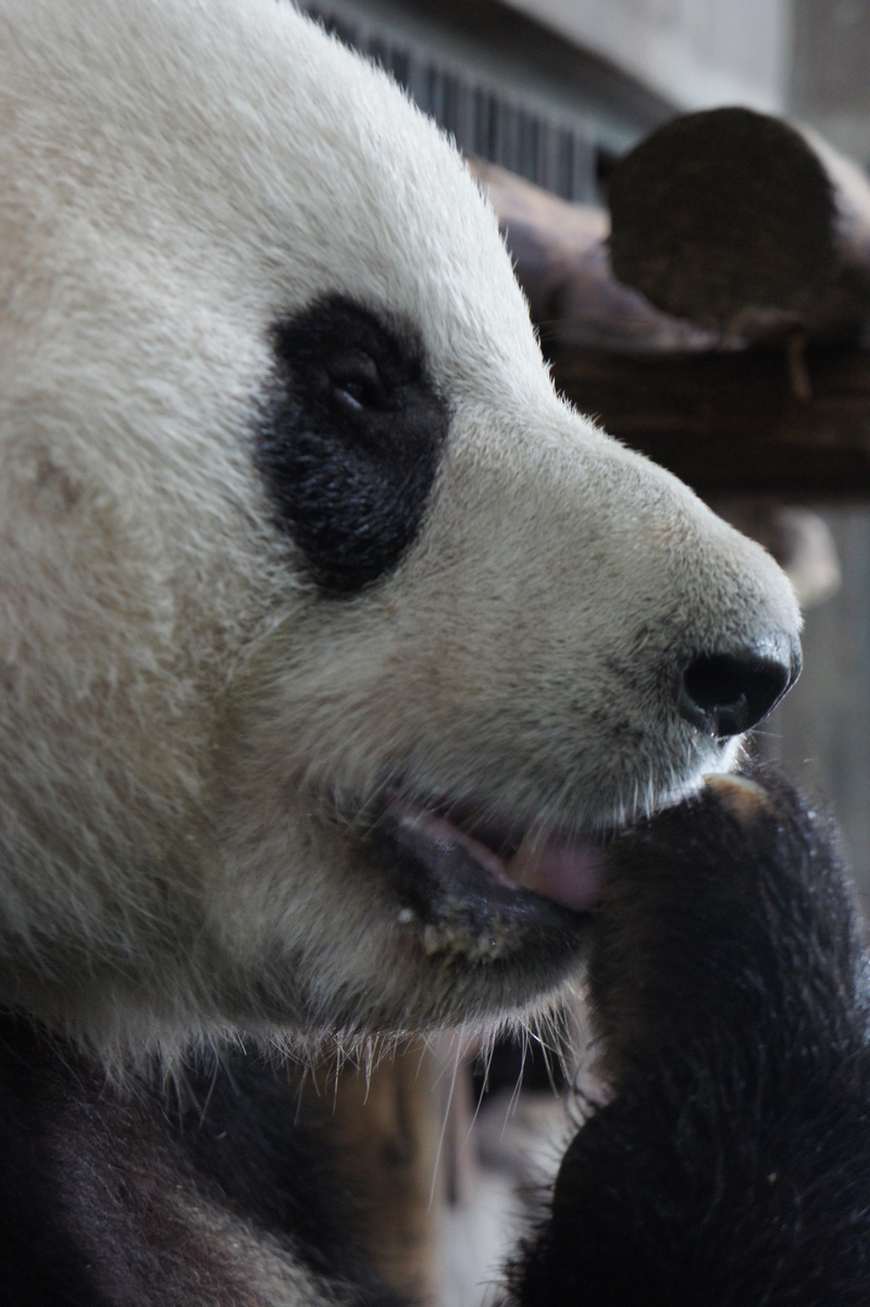 Love Panda!!: パンダプロジェクト 日本生まれのパンダ達のその後について②