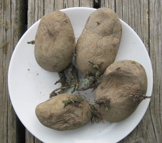[seed+potatoes.JPG]