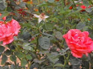 flowers roses