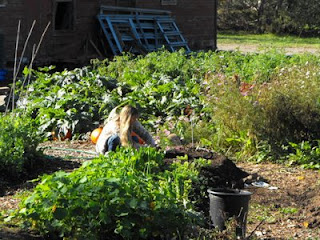 marlie planting in sun