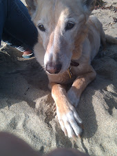 at the dog beach 14 may 2010