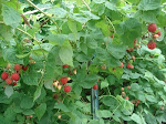 Fall Raspberry Crop