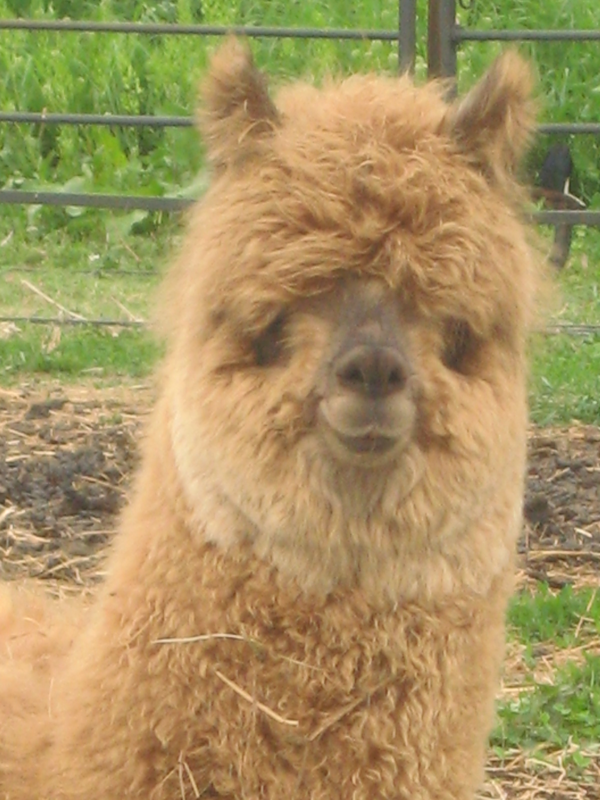 Llamas Of Wier World The Definition Of Cute And Boys Will Be Helpers
