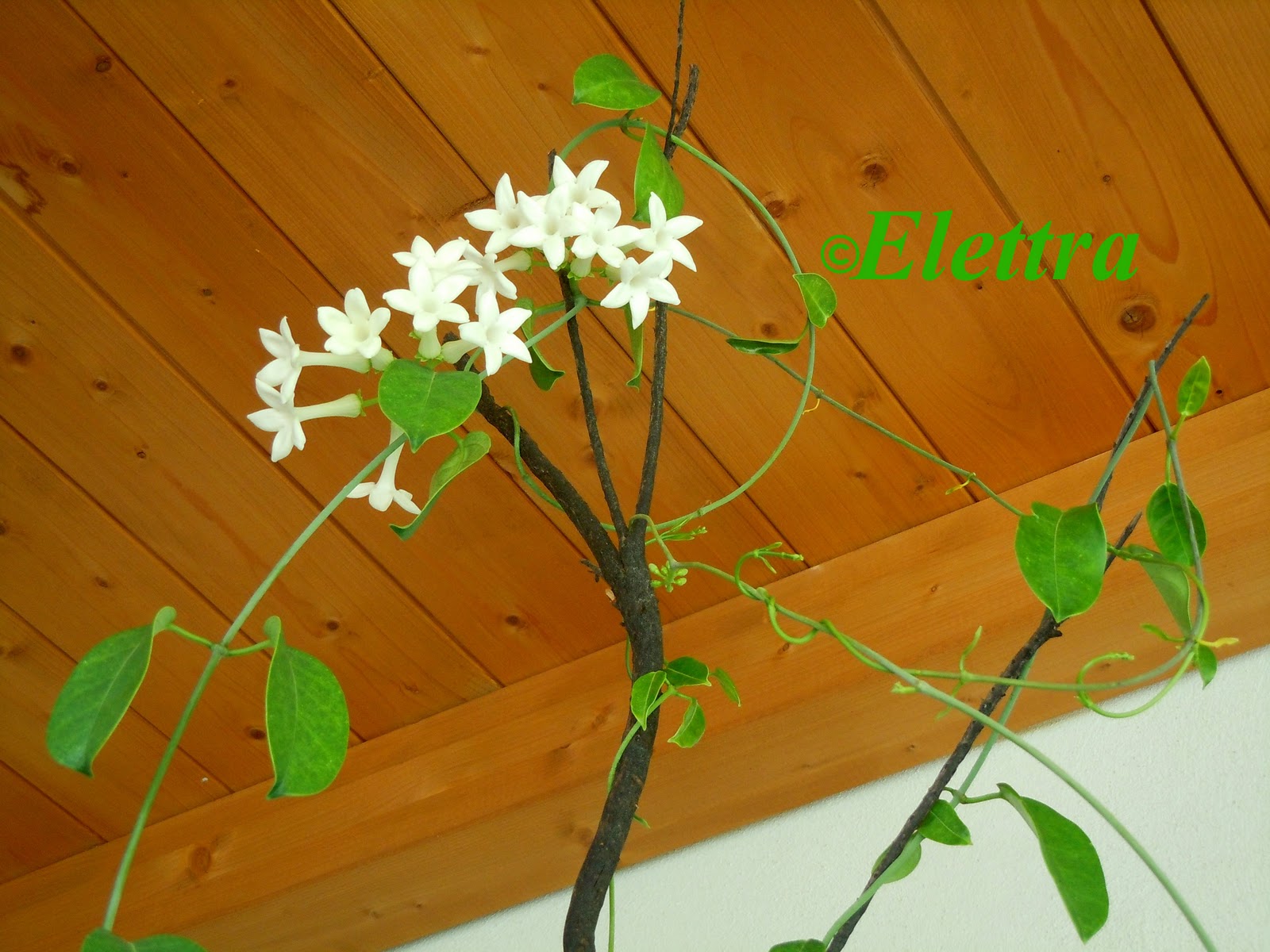 Ad Maiora: Il Gelsomino