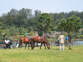 [Some+of+the+horses+at+the+Mamba+Village.JPG]