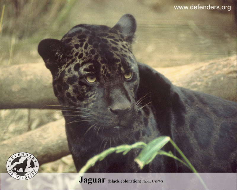 72 beautiful jaguar pictures: Beautiful Jaguar pictures  P4