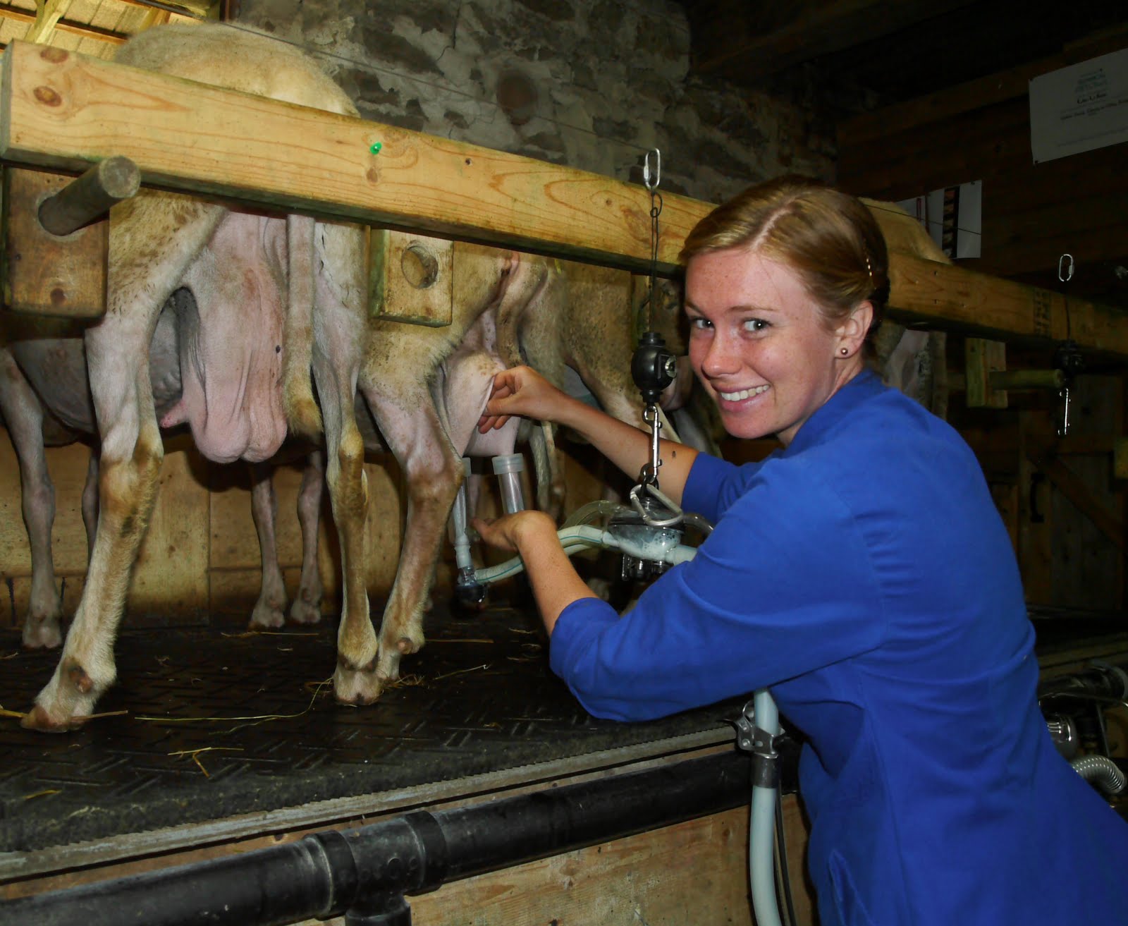 Shoulder deep in sheep Cheese, milking and lambs... repeat daily.