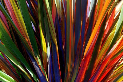 Flax Plant New Zealand New Zealand Flax Phormium