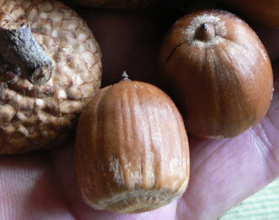 Á R B O L E S . . (T R E E S): Quercus rubra L (ROBLE AMERICANO)