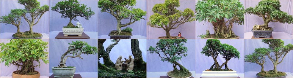 BONSAI LEANDRO