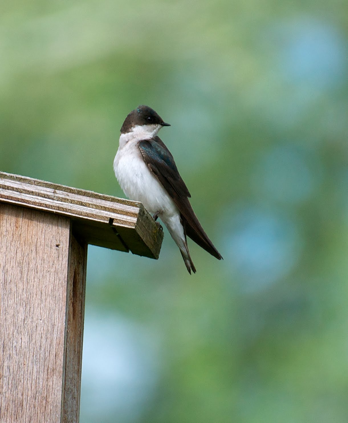 nw-bird-blog-tree-swallow