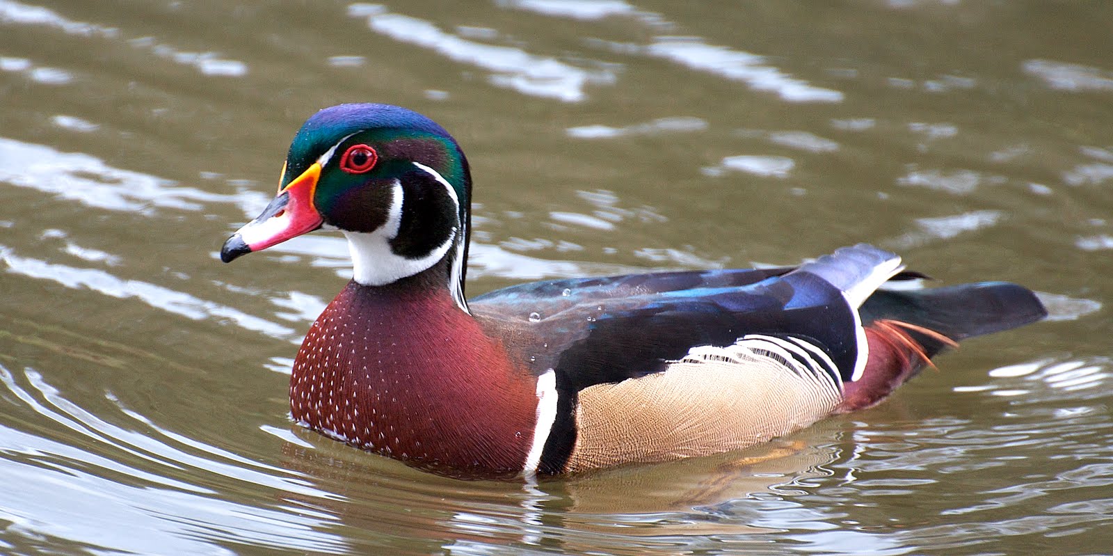 NW Bird Blog: Wood Duck