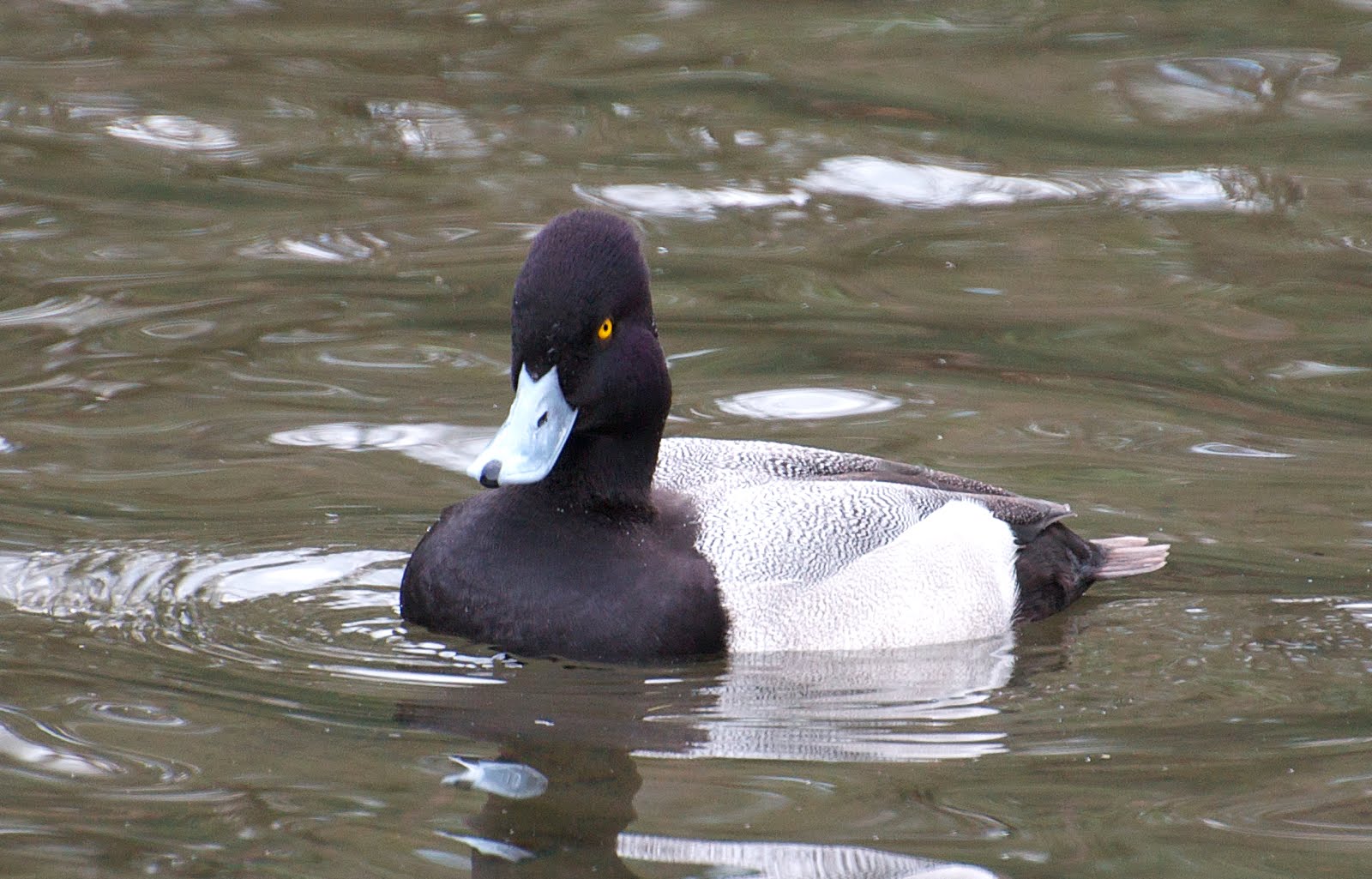 NW Bird Blog: Lesser Scaup