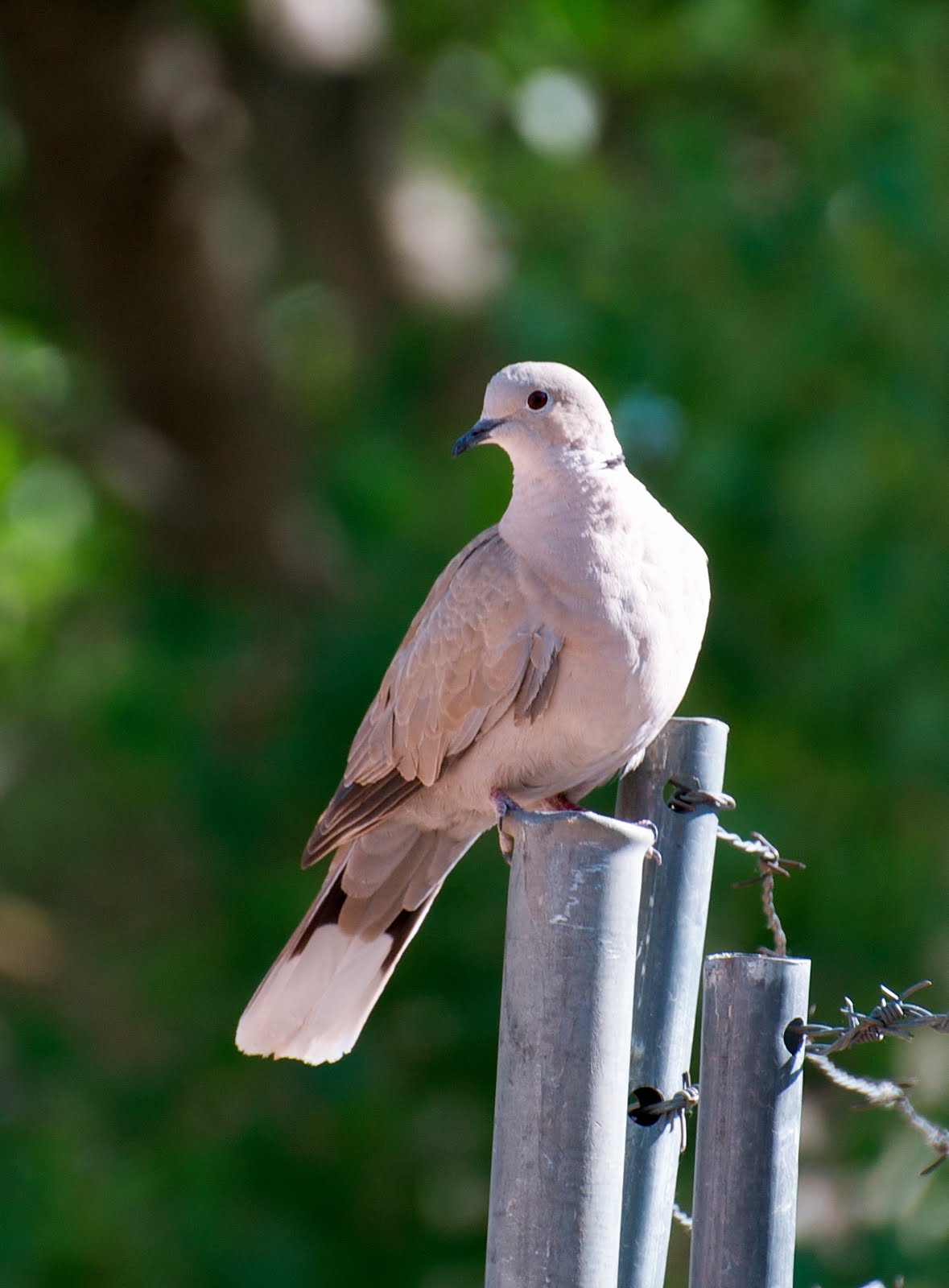 NW Bird Blog Eurasian CollaredDove