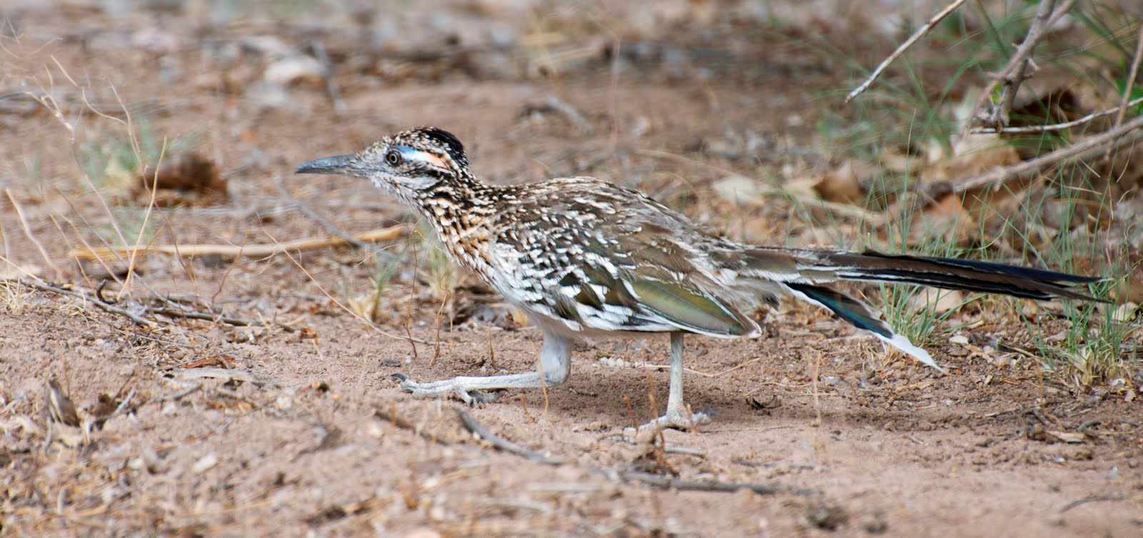 NW Bird Blog: Greater Roadrunner