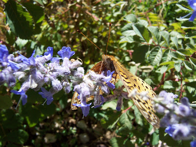 butterfly closeup