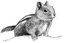 [chipmunkweb.jpg]