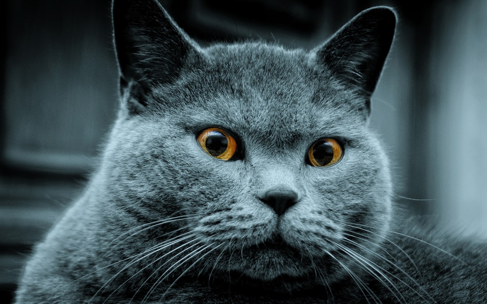 hdmaxs.blogspot.com: Best Cat HD Wallpaper