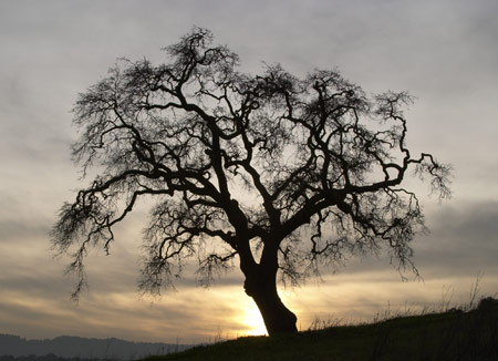 [trees-web.jpg]