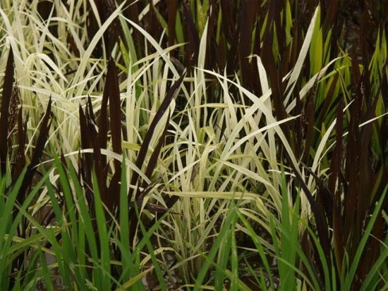 [rice-field-close-up-4.jpg]