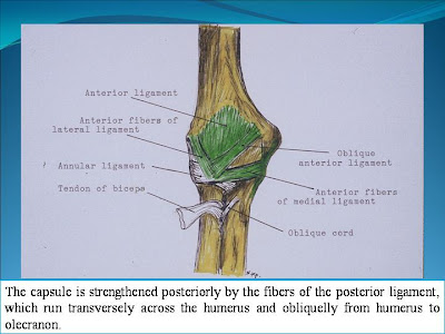 BIOMECHANICS OF THE ELBOW JOINT: BIOMECHANICS OF THE ELBOW JOINT