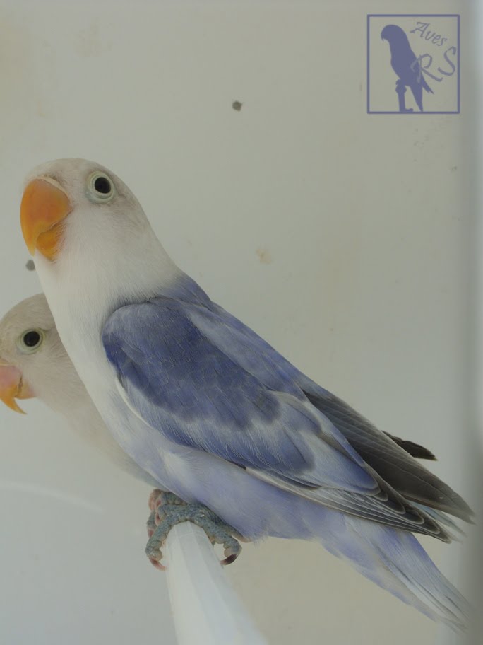 Подшипник aves 7