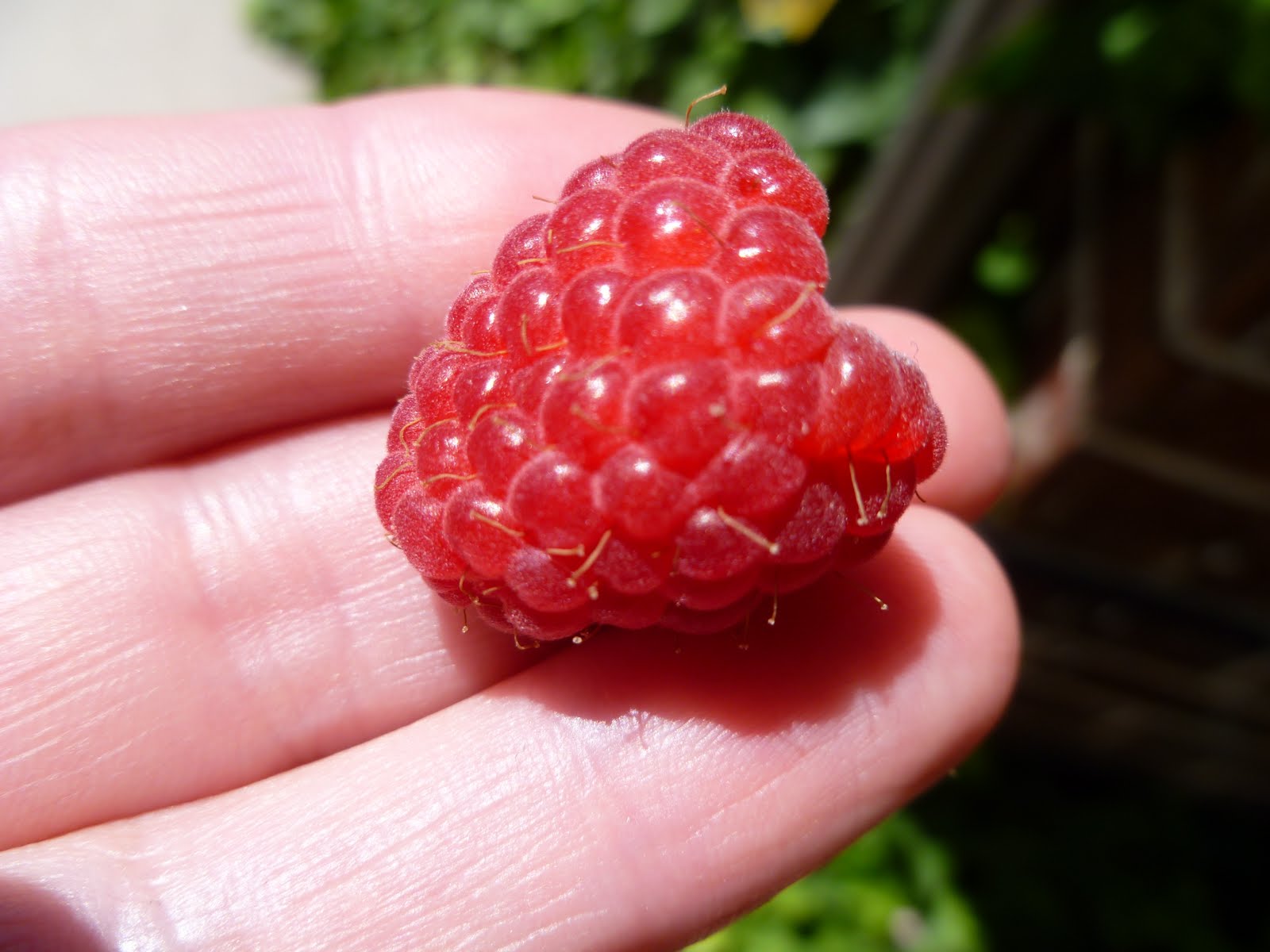 City Home/Country Home: The Raspberries Are ON!!!
