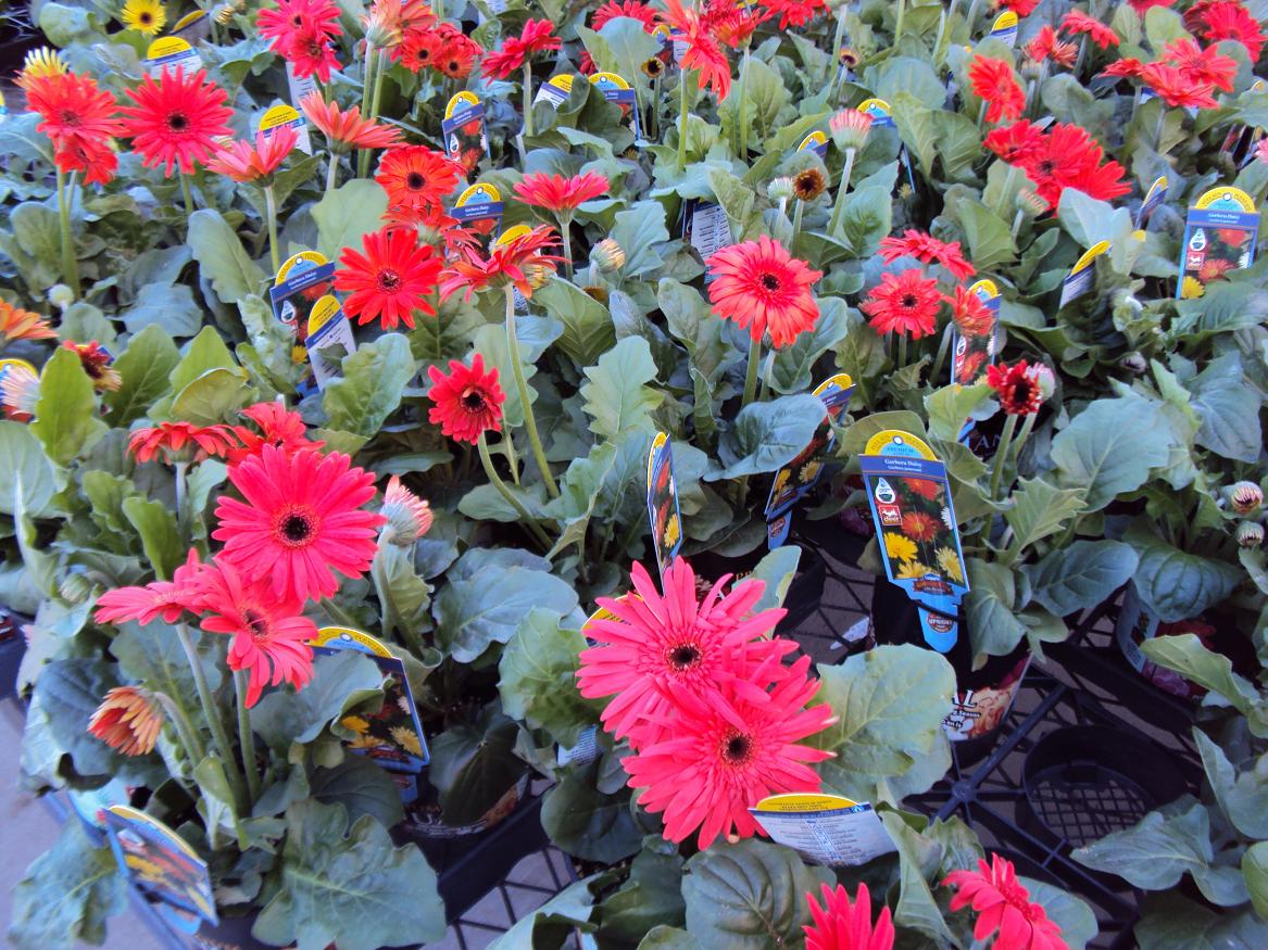 Sound of the Goings in Top of the Mulberry Trees Lowes Flowers