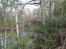 The Big Thicket...