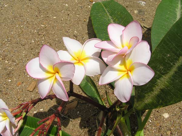 Цветок шри. Цветы Шри Ланки. Растения Шри Ланки. Растительность Шри Ланки. Аралия цветок на Шри Ланке.