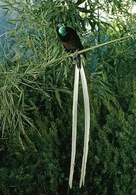 طائر الفردوس ribbon-tailed-bird-o