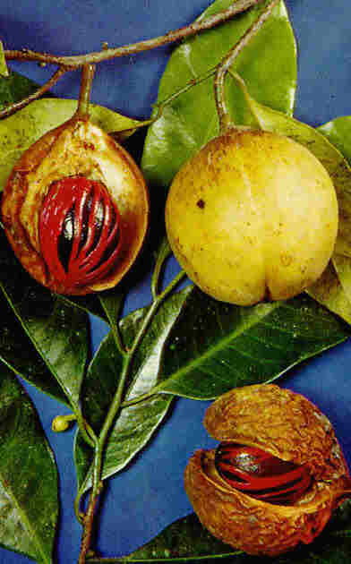 [kucukhindistancevizi.jpg]