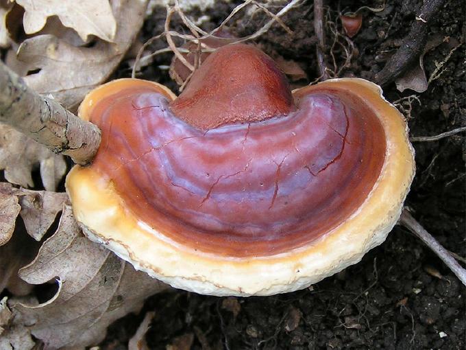 [reishi.jpg]
