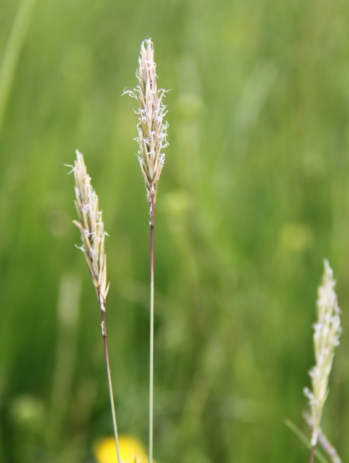 Wildlife Wanderings Grasses don't write them off...