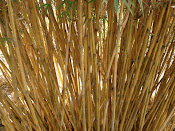 Bambusa Alphonse-Kerr