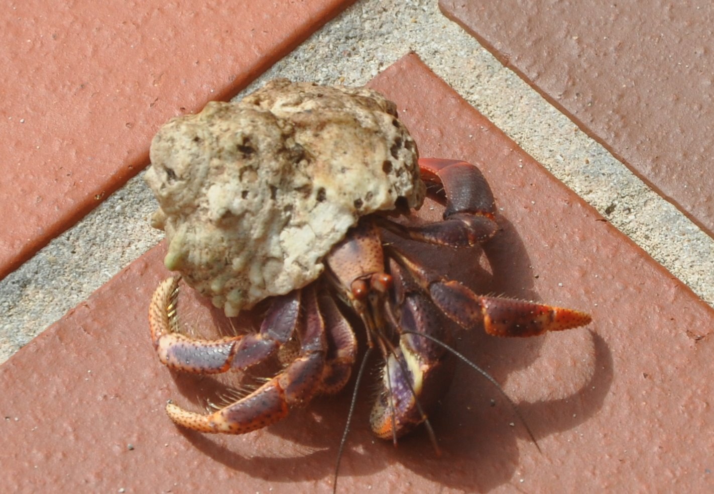 [hermit+crab.jpg]