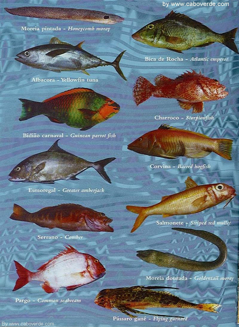 Biologia dos Peixes Novembro 2009 Biologia dos Peixes Novembro 2009