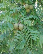 [walnut_tree-s.jpg]