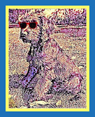 Be Funky Labradoodle 3