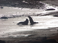 Ano Nuevo State Park