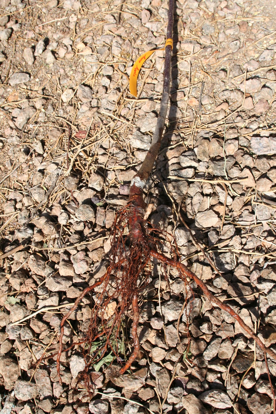 Practical Biology science for everyone Bare root fruit trees