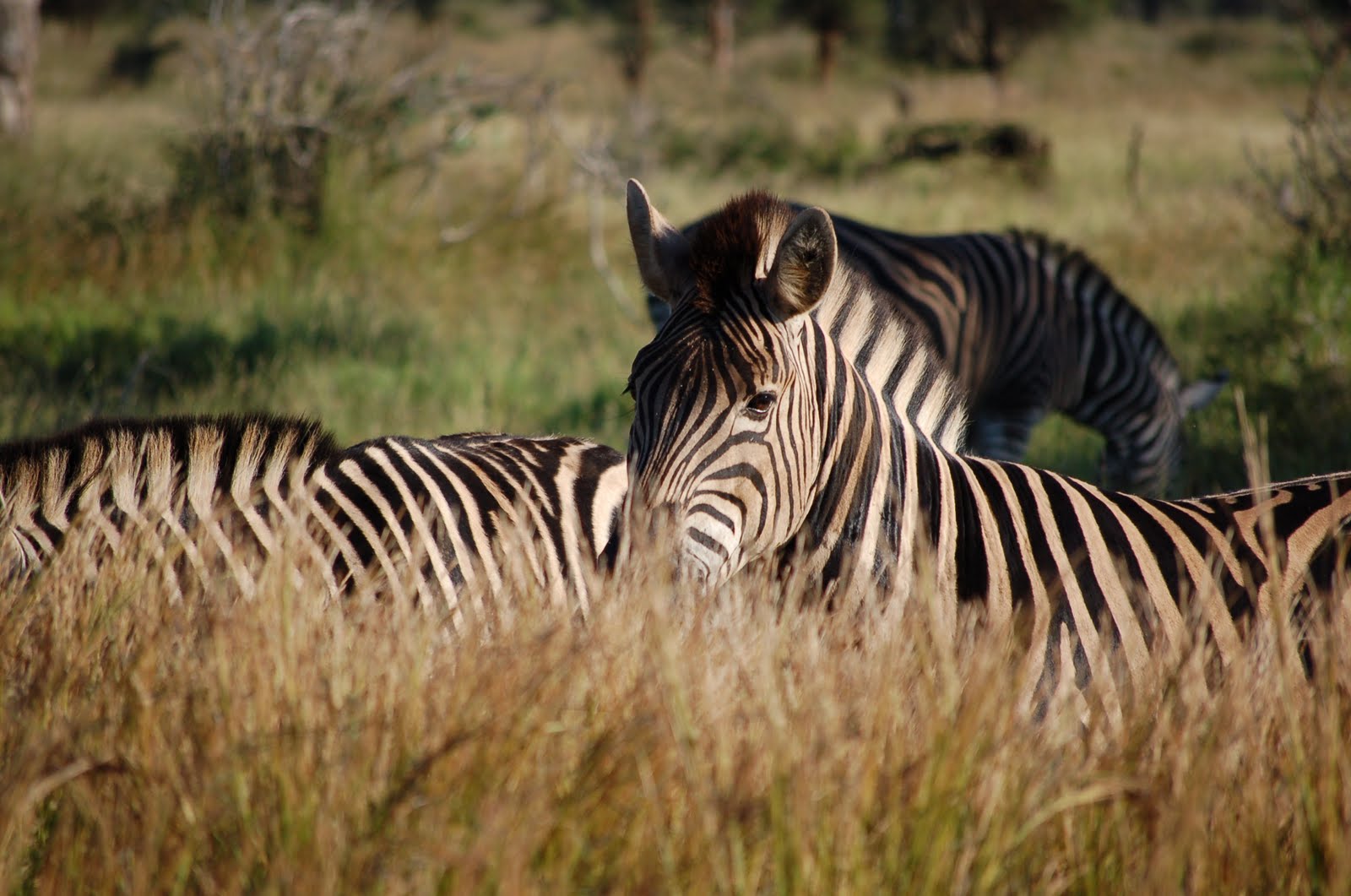 Tonya's Travels, Races and Other Adventures: Kruger National Park: on