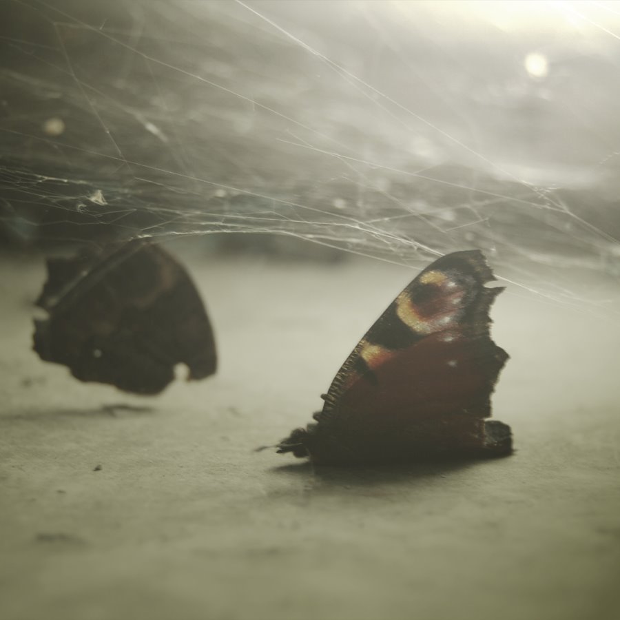 [The_butterfly_is_dead_by_czekolada.jpg]