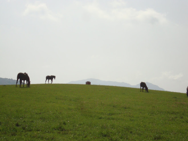 Horses in the fields at Blue Apple Ranch