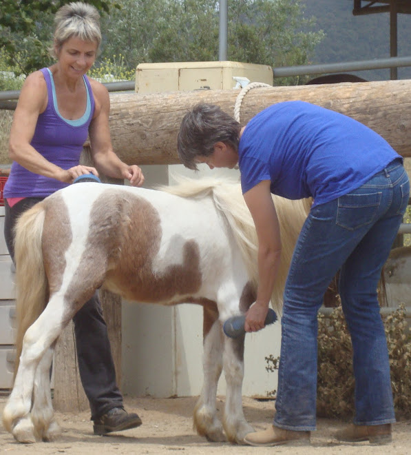 Volunteers Kelsey & Fiona Grooming Rod Stewart